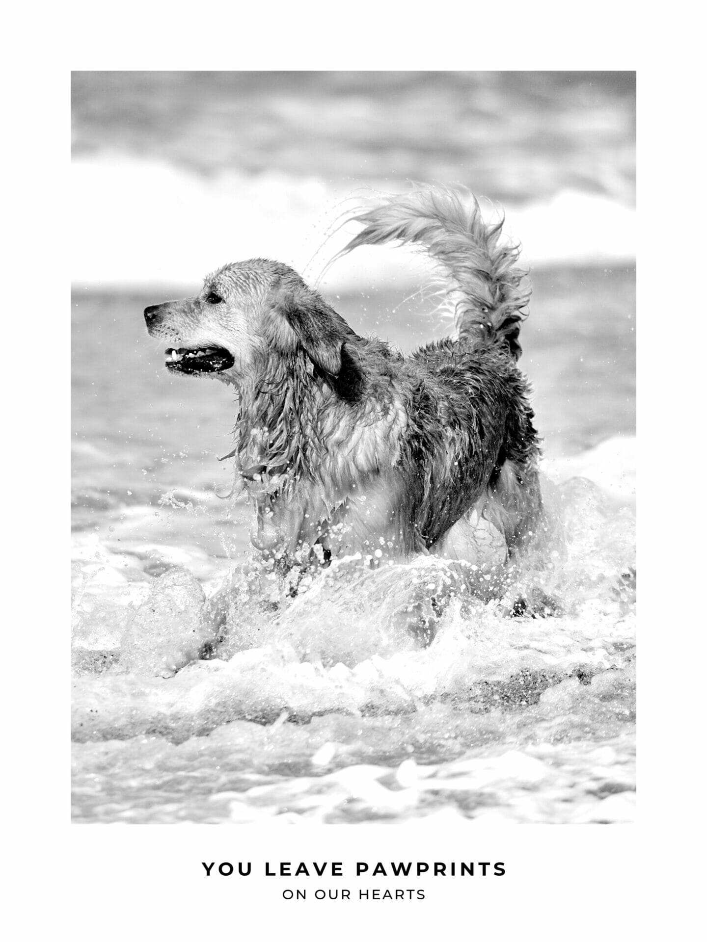 Photo poster of dog running on beach