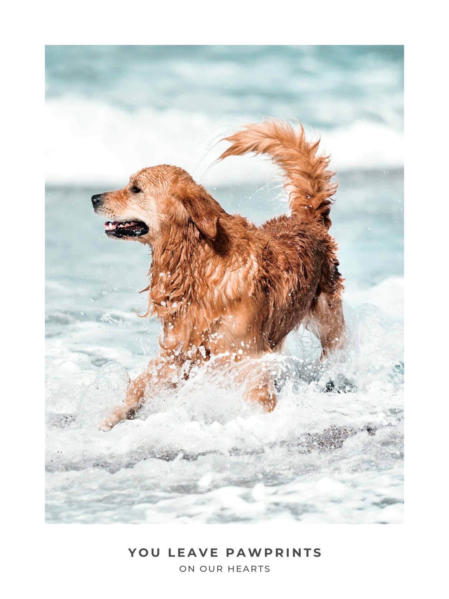 Poster of dog in ocean